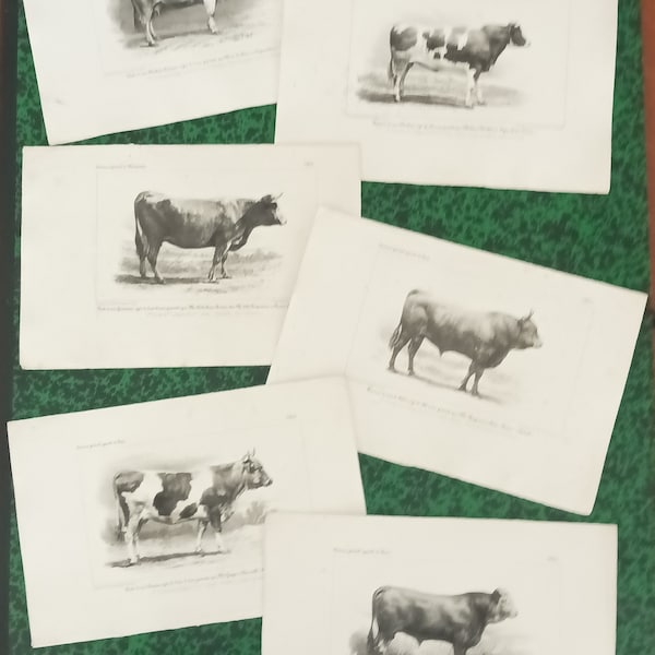 Lot de 6 gravures originales 1854 - BOVINS - Concours agricole