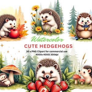 Paquete de imágenes prediseñadas de erizo en acuarela / Lindos animales del bosque de temporada, descarga digital, PNG transparentes / Sublimación y uso comercial