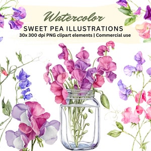 Aquarell Wicke Blumen Clipart Bundle | Wicke Illustration ClipArt | 30 digitale Elemente | Transparente PNG Dateien