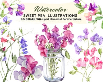 Paquete de imágenes prediseñadas de flores de guisante de olor en acuarela / Ilustración de guisante de olor / 30 elementos digitales / PNG transparentes