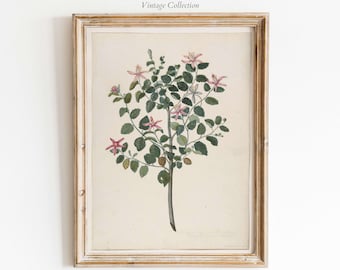 Vintage Botanical Print: Rustic Farmhouse Flower Art (Digital Download)