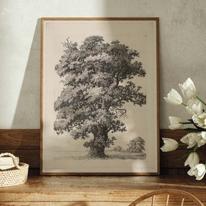 May include: A framed black and white print of a large oak tree with a detailed illustration of the branches and leaves. The print is set against a light beige background and has a wooden frame.