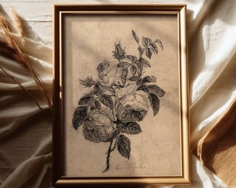 Vintage Rose Sketch, Antique Botanical Drawing, Floral Neutral Tone Print, Cottage Rustic Home Decor, PRINTABLE Digital Wall Art, #068