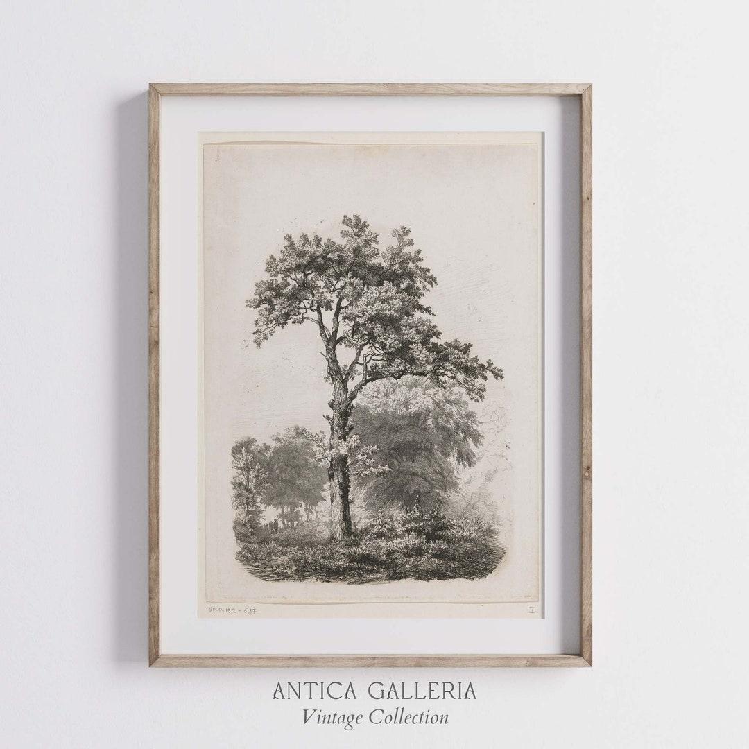 Vintage Rustic Tree Drawing, Antique Nature Sketch Art, Minimalist ...