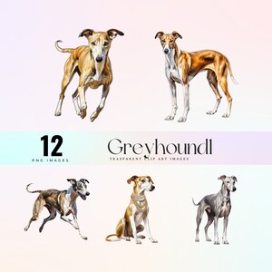 Clipart de race de lévriers mignons, élégant galgo illustration PNG, charmant art graphique de lévriers élégants 300 DPI