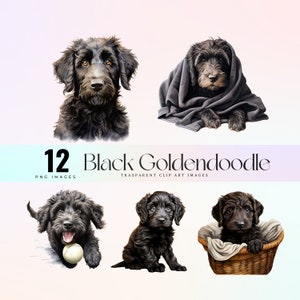 Simpatica clip art Goldendoodle nera, illustrazione realistica del cane labradoodle ebano PNG, arte grafica doodle scuro, opera d'arte dolce cane oscuro