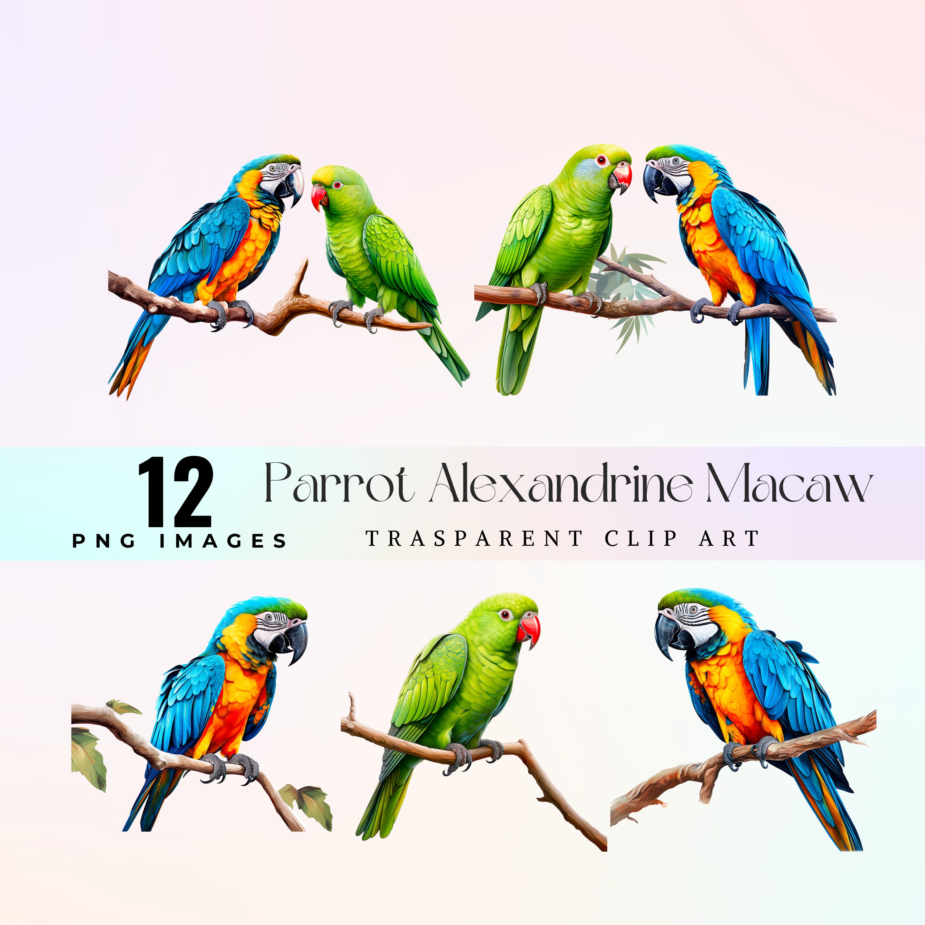 Colorful Parrot All Types Of Parrots In The World Interesting