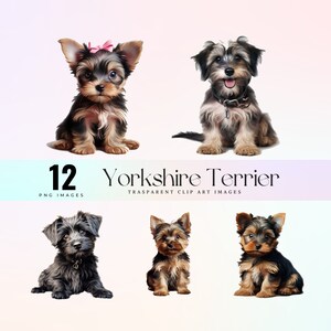 May include: A set of 12 digital clip art images featuring Yorkshire Terrier puppies in various poses. The images are in PNG format and have transparent backgrounds.
