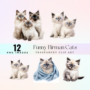 Clipart mignon de chats de Birmanie, conception adorable de chats de Birmanie, illustration PNG des yeux bleus de chats pelucheux, petits graphiques de minou imprimables numériques