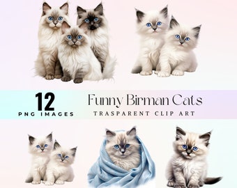 Imágenes prediseñadas de gato birmano de ojos azules, gráficos PNG (imprimibles digitales)