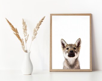 Impresión descargable de cachorro de lobo, arte de pared de lobo gris, decoración del hogar de animales, arte de cachorro de lobo gris, impresión fotográfica de cachorro de lobo, foto de arte de pared de cachorro de lobo gris