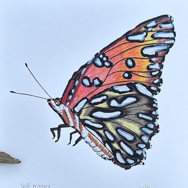 Gulf Fritillary Butterfly Fine Art Print