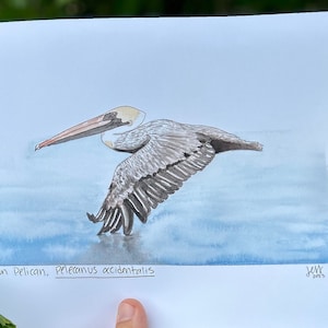 Brown Pelican Fine Art Print