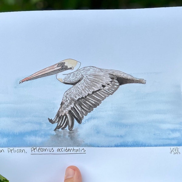 Brown Pelican Fine Art Print