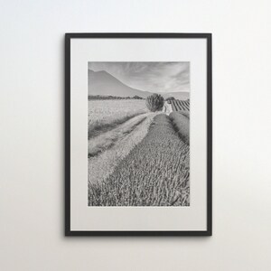 May include: Black and white photograph of a field of lavender with a single tree in the middle of the field. The photo is framed in a black frame.