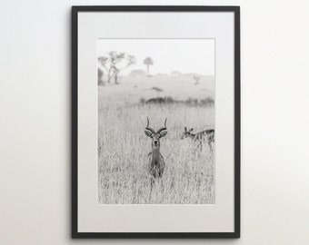 Op de afbeelding: Een zwart-witfoto van een mannelijke antilope die in een veld met hoog gras staat. De antilope heeft grote, gebogen hoorns en kijkt recht in de camera. De achtergrond is wazig en toont een veld met gras en bomen.