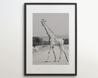 Op de afbeelding: Een zwart-witfoto van een giraffe die door een savannelandschap loopt. De giraffe is op de voorgrond en het landschap is op de achtergrond.