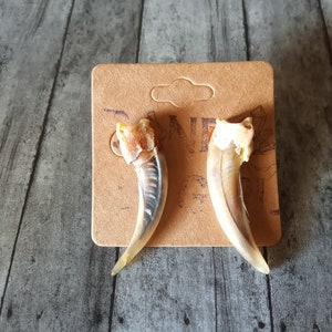 Dark Badger Claw Post Earrings