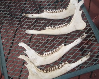 Deer Jaw bones