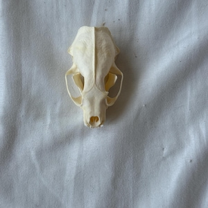 Mink skull, real