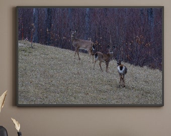 Mosaic Family of White-tailed Deer Sticking in Hillsborough County Mont Vernon New Hampshire Wall Art Print