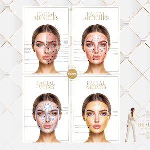 May include: Four framed posters displaying anatomical diagrams of the face. Each poster shows a woman's face with illustrations of facial muscles, arteries, veins, and nerves. The text on the posters reads "Facial Muscles", "Facial Arteries", "Facial Veins", and "Facial Nerves".