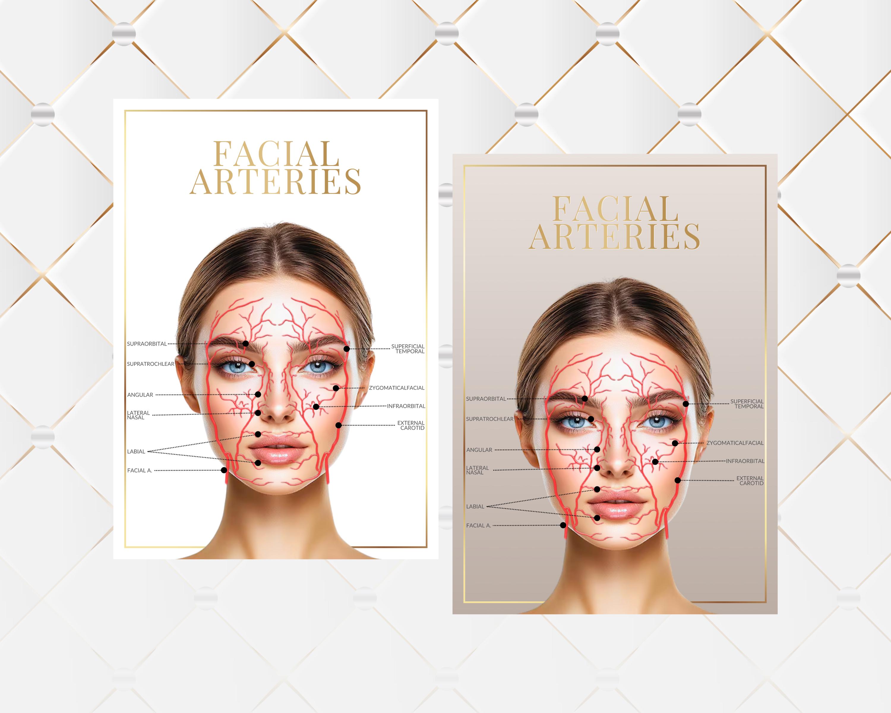 External Skin Face Anatomy