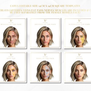 Facial Anatomy Overlay Templates: Muscles, Veins, Nerves - Editable ...