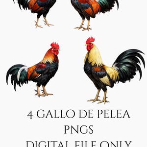 Könnte beinhalten: Vier farbenfrohe Hahn-Illustrationen mit roten Kämmen, orangefarbenen und schwarzen Federn sowie schwarzen und grünen Schwanzfedern. Der Text lautet: "4 GALLO DE PELEA PNGS DIGITAL FILE ONLY NOTHING WILL SHIP."