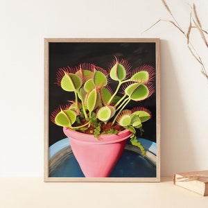 Può includere: Un dipinto incorniciato di una pianta di dionea muscipula in un vaso rosa. La pianta è verde con venature rosse e si trova su uno sfondo scuro.