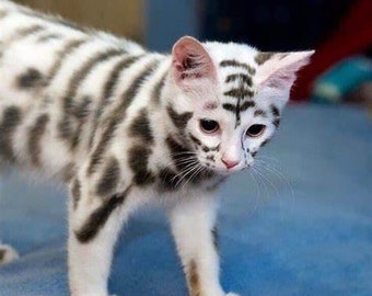 May include: A white and black tabby kitten with distinctive markings on its face and body. The kitten is standing on a blue surface.