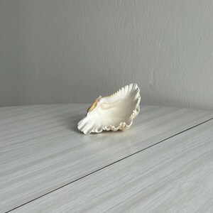 May include: A large, off-white seashell with a ruffled edge. The shell has a natural, organic shape and a smooth, glossy surface. The shell is resting on a light-coloured surface.