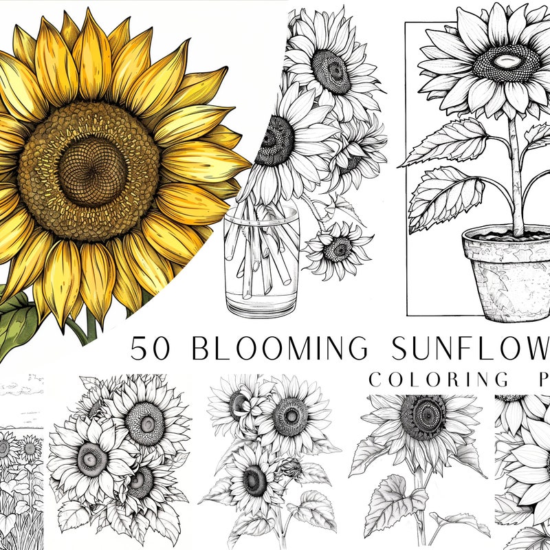 Printable Sunflower Coloring Sheet - Etsy