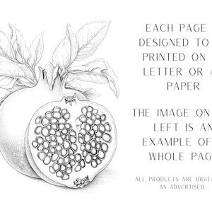 May include: A black and white pencil drawing of a pomegranate with leaves. The image is an example of a printable page for a coloring book. Each page is designed to be printed on US letter or A4 paper.
