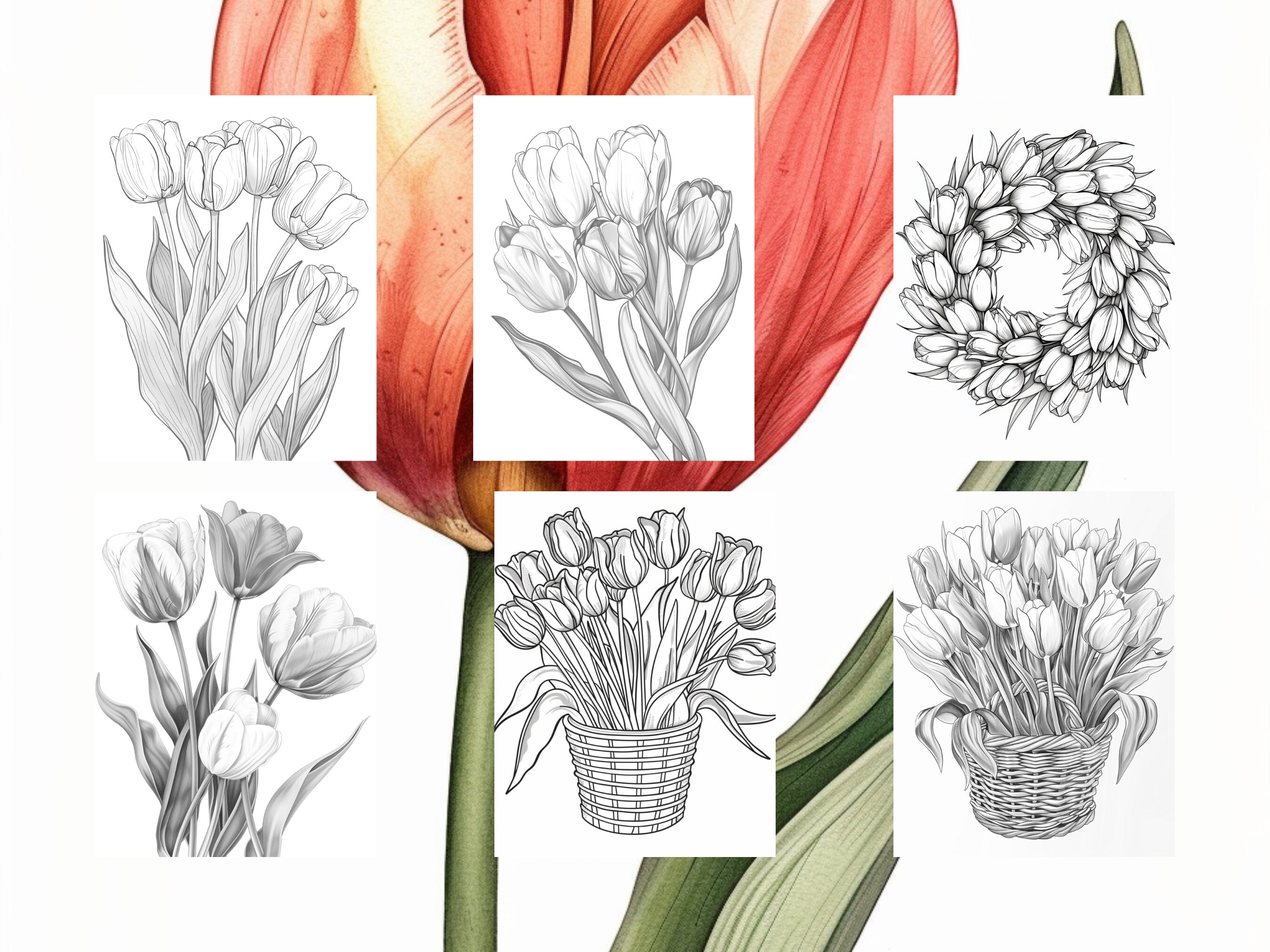 25 Tulip Flower Coloring Pages - Adults and Kids Coloring Book ...