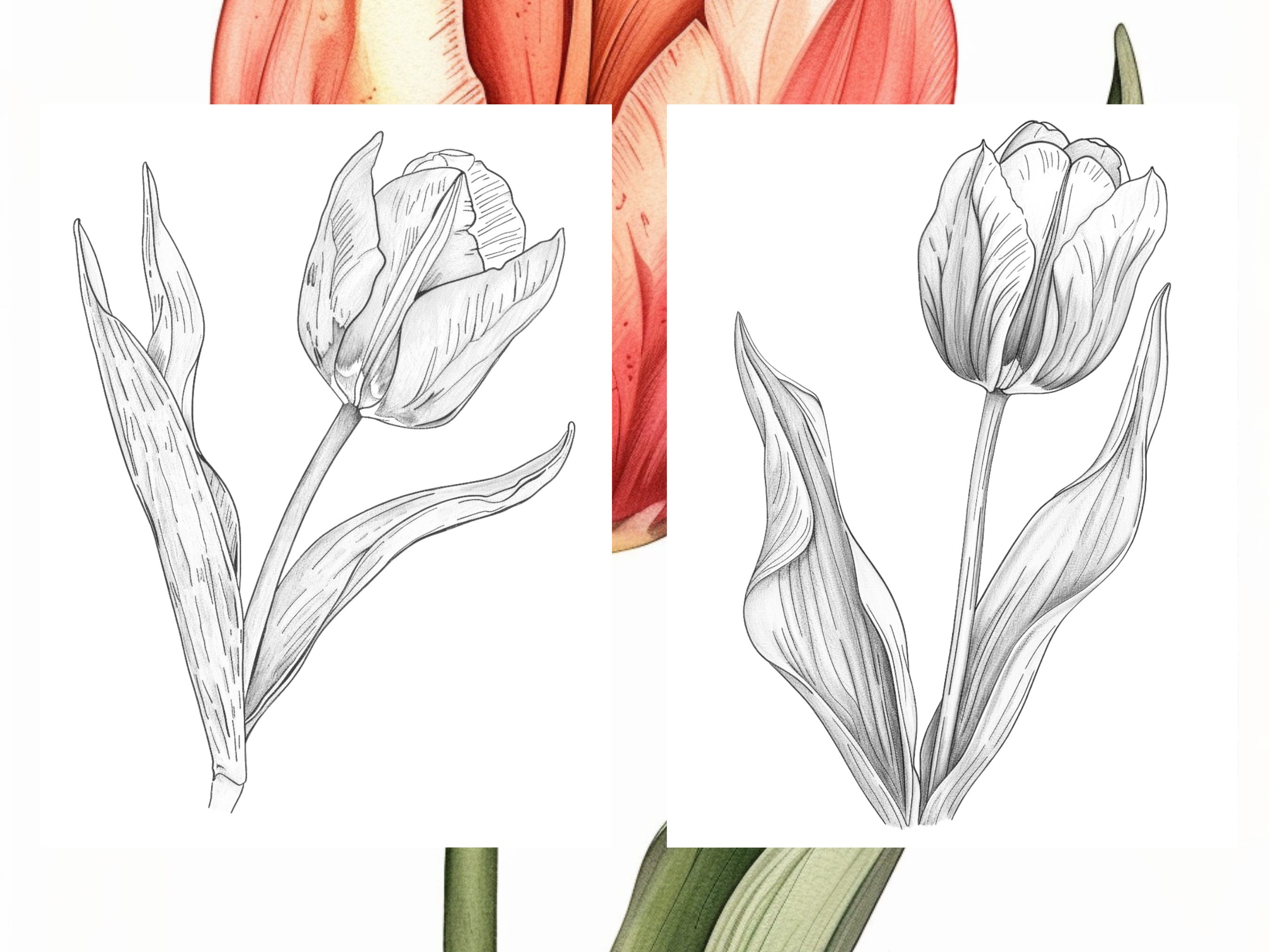 25 Tulip Flower Coloring Pages - Adults and Kids Coloring Book ...