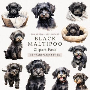 Clipart Maltipoo noir | Chien PNG | Idées de t-shirts | Portrait de chien à l'aquarelle | Mémorial | Illustration | Chiot | Art mural | Fabrication de cartes