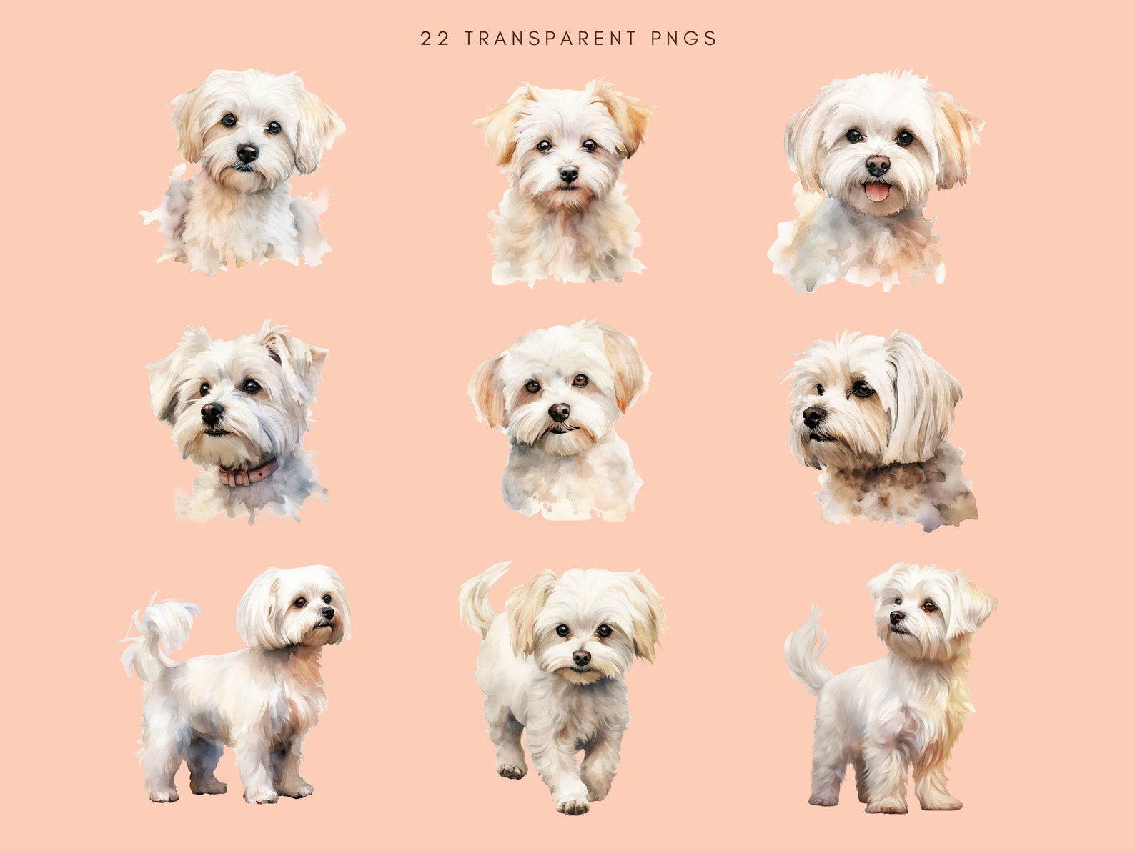 Maltese Clipart Watercolor | Dog Portrait | Maltese PNG Bundle | Junk ...