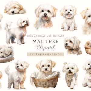 Maltais Clipart aquarelle | Portrait de chien | Ensemble PNG maltais | Journal indésirable | Mémorial pour animaux de compagnie | Fabrication de cartes | Scrapbooking | Clipart Chiot