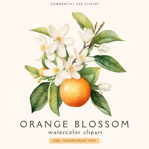Clipart Blüte Orange | Hochzeitseinladung | Zweig Illustration Blume Blüte | Zitrusfrüchte ClipArt | Aquarell | Blumen Cliparts