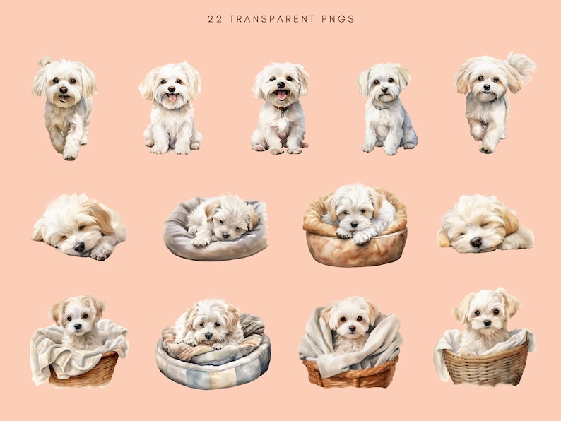Maltese Clipart Watercolor | Dog Portrait | Maltese PNG Bundle | Junk ...