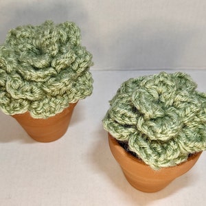 Crochet Succulent
