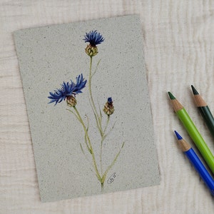 Postkarte Kornblume | Graspapier-Karte | Geburtstagskarte | Jubiläum | Glückwunsch | Geschenk Pflanzenliebhaber | botanische Zeichnung
