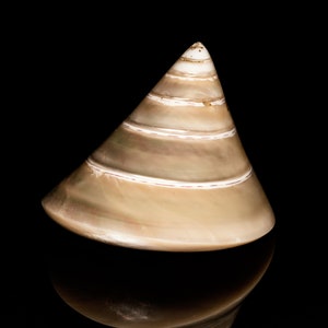 Enchanting Elegance: The Splendor of Trochus Niloticus!. Digital posters.