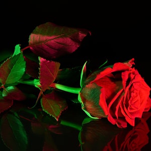 Mystery of the Red Rose: Captivating Photo. Digital posters.