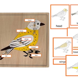 鳥の部位 - モンテッソーリ 3 部構成のカード
