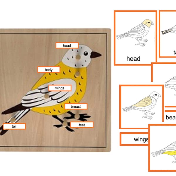 Parts of a Bird - Montessori 3-part-cards