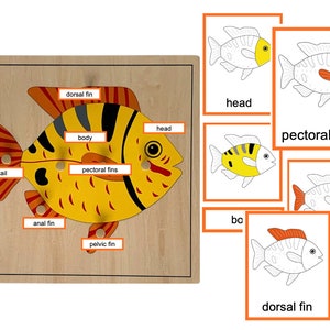 Parts of a Fish - Montessori 3-Part-Cards