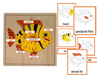 Parts of a Fish - Montessori 3-Part-Cards