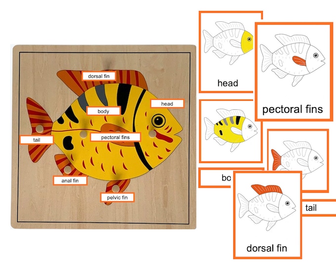 Parts of a Leaf - Montessori 3-part-cards - Etsy Canada